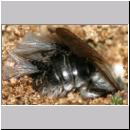 Stylops melittae - Faecherfluegler m37 5mm an Andrena vaga.jpg